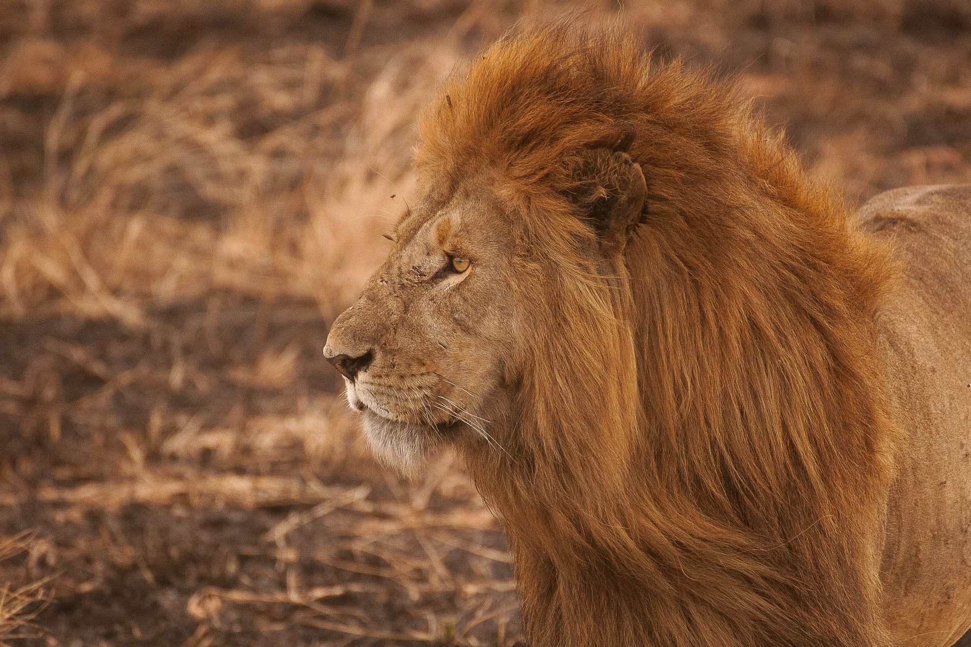 Kruger National Park, South Africa