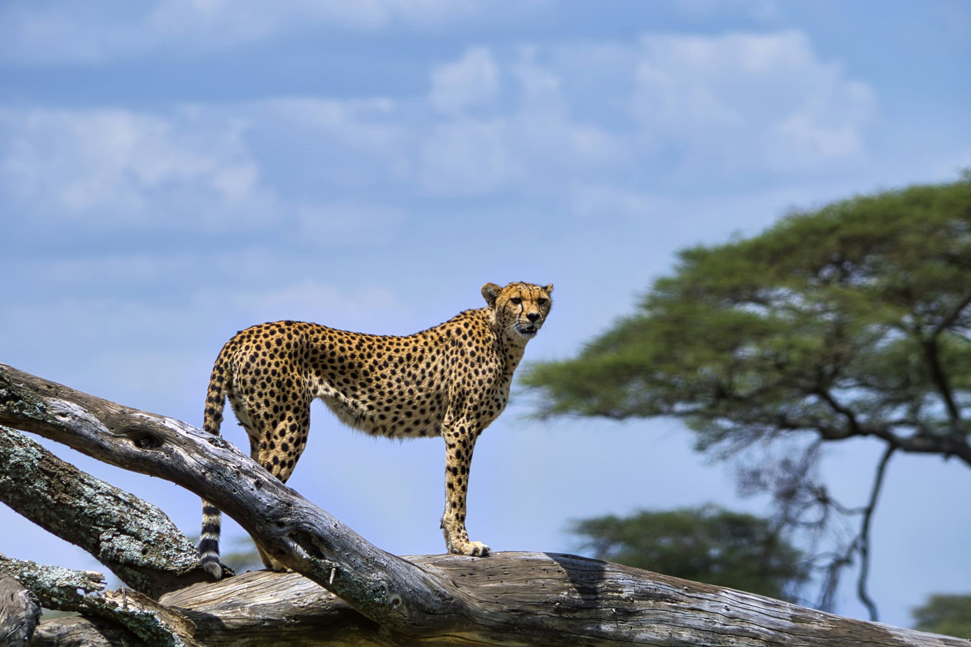 Guide watching wildlife