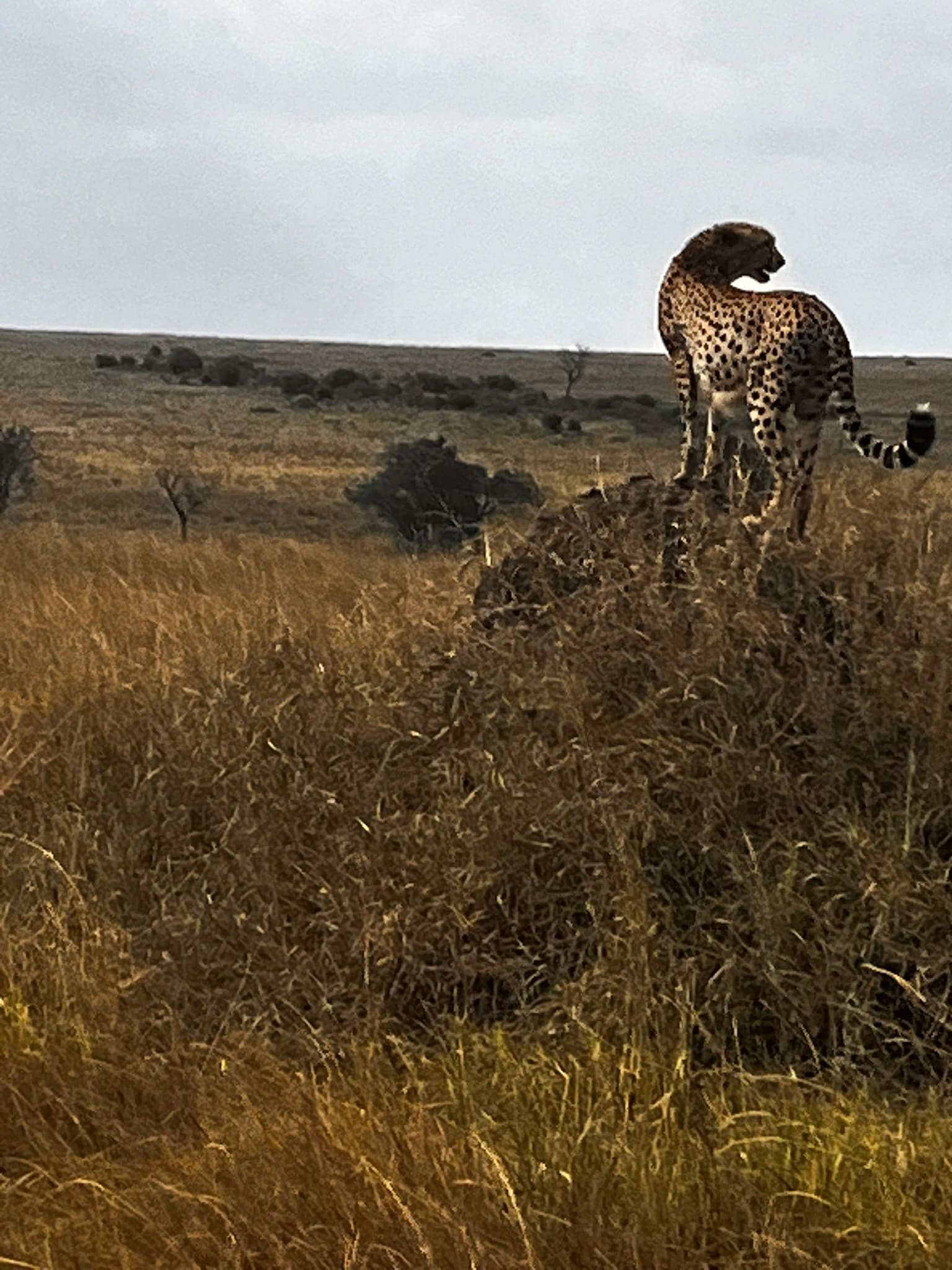 Touring Bush Safaris photo 5
