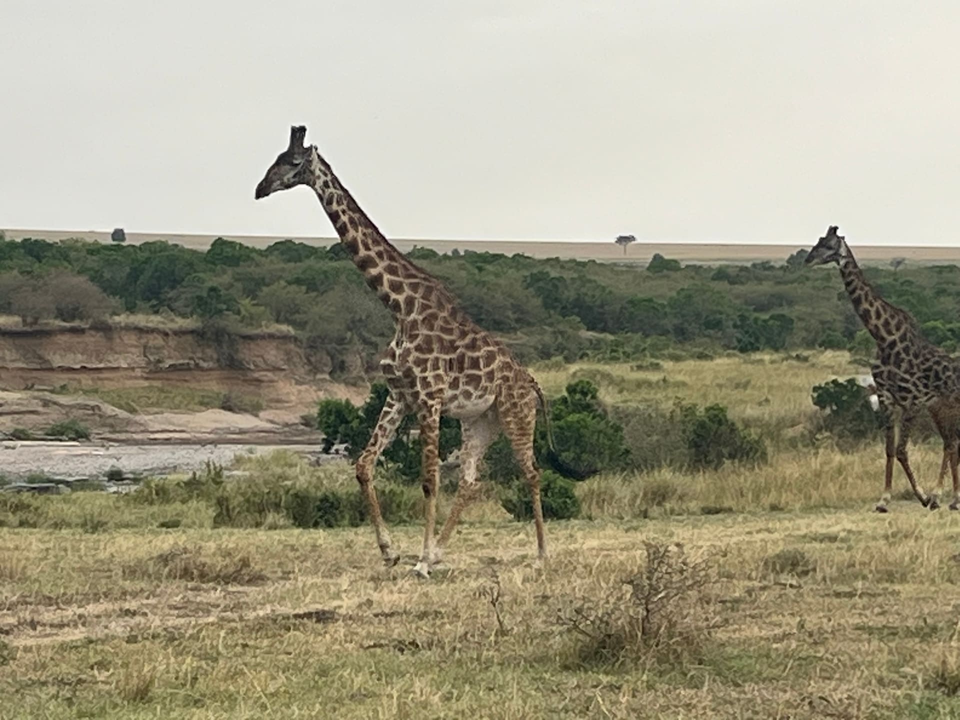 Touring Bush Safaris photo 7